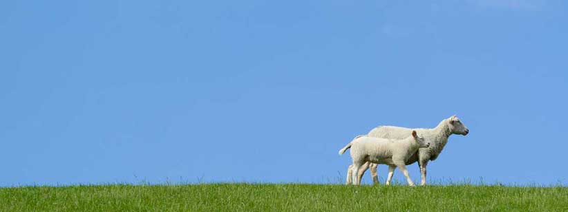 Ovine health