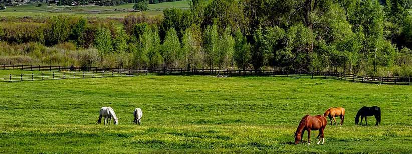Veteriner İlaçları - Pet ve at sağlığı